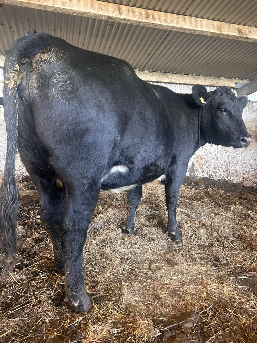 Angus 1st calf heifer - Image 1