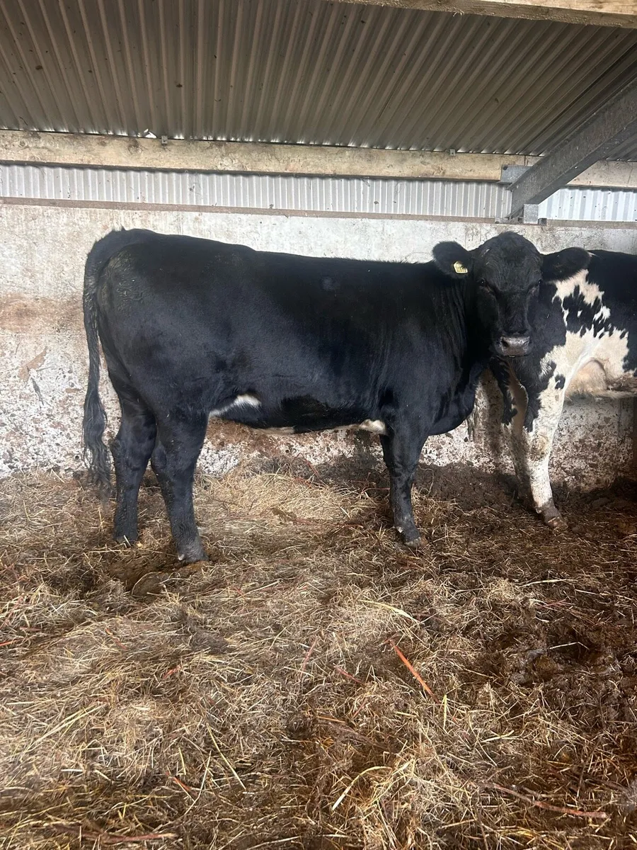 Angus 1st calf heifer - Image 4