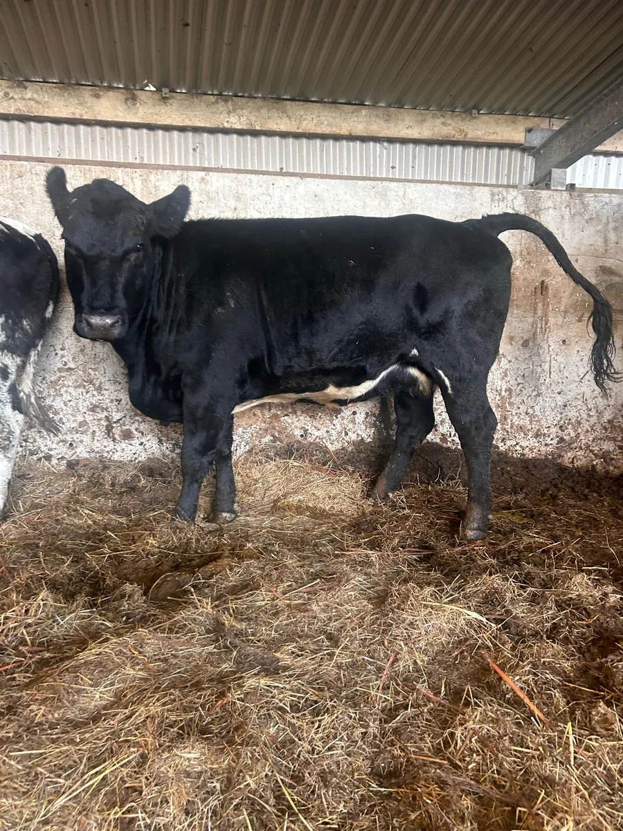 Angus 1st calf heifer - Image 2