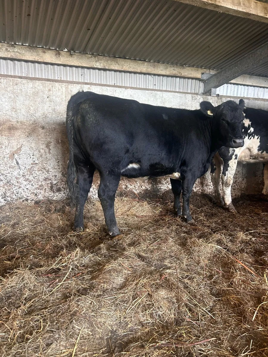 Angus 1st calf heifer - Image 3