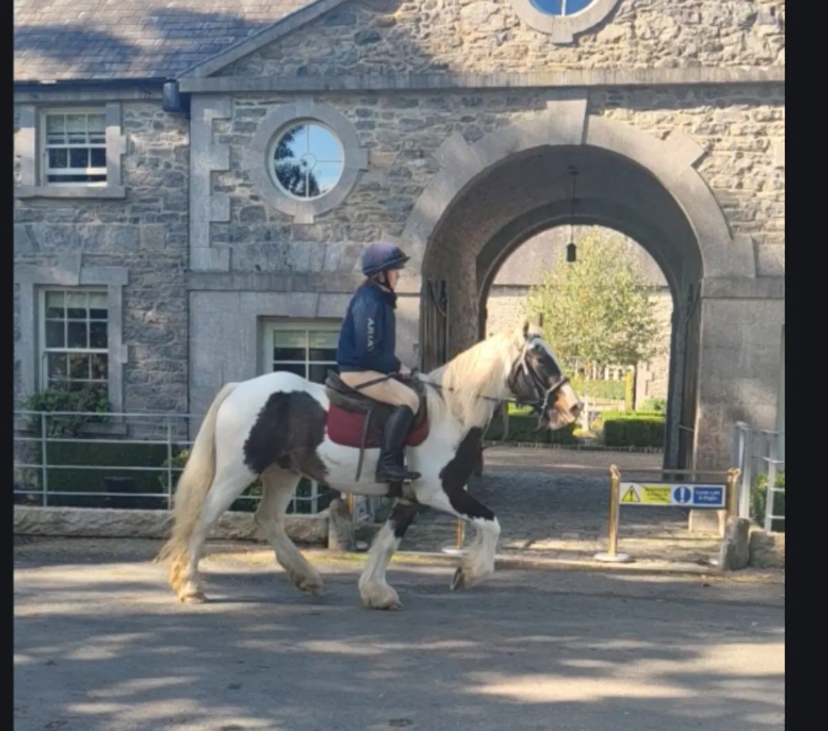 All rounder Cob 15.2h - Image 3
