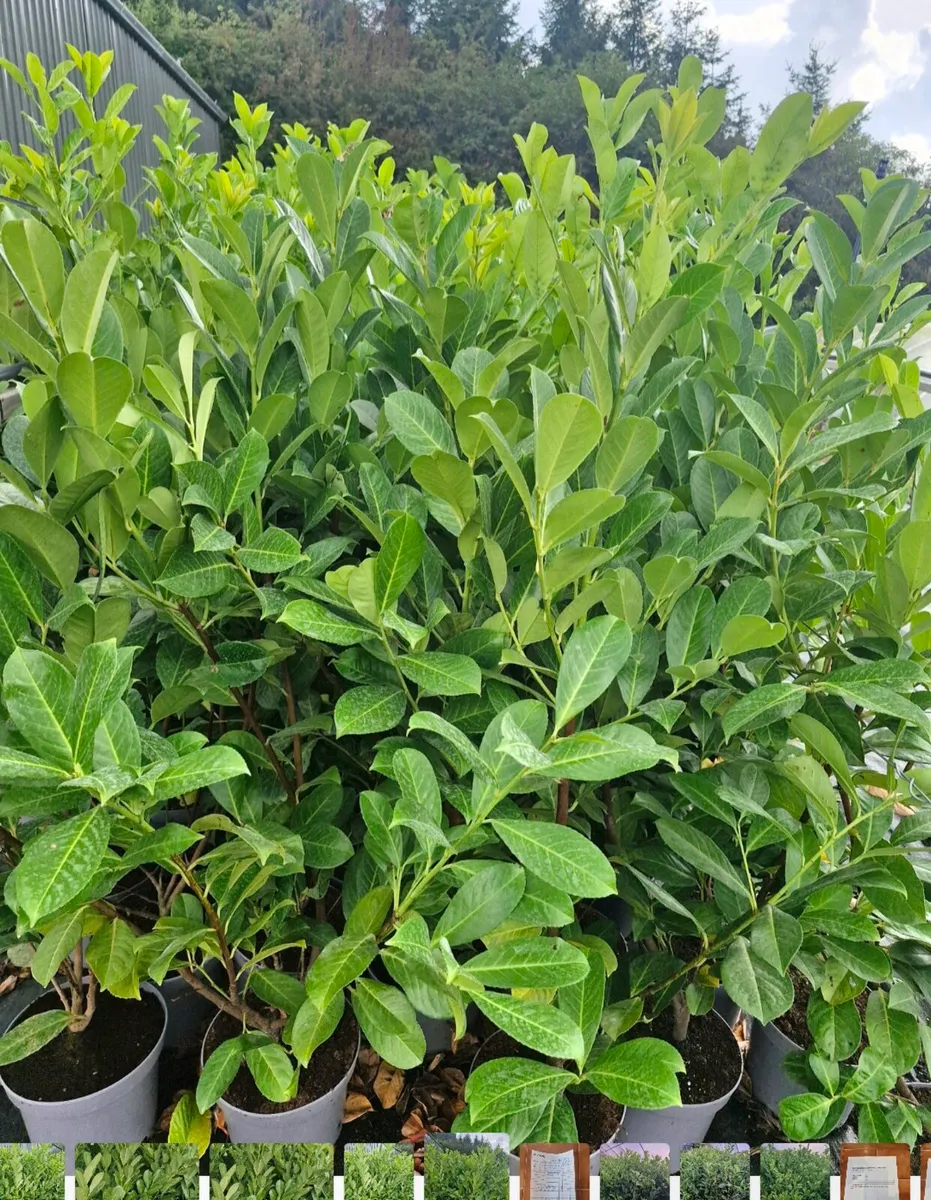 Potted large laurels for sale - Image 2