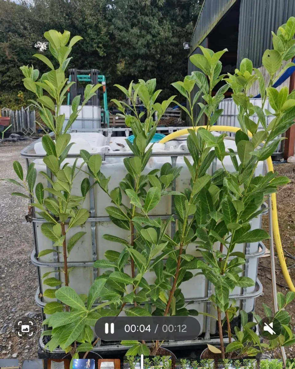 Potted large laurels for sale - Image 3
