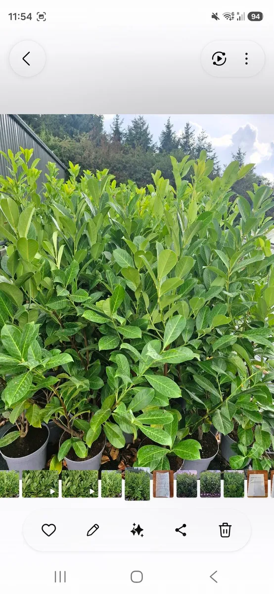 Potted large laurels for sale - Image 1