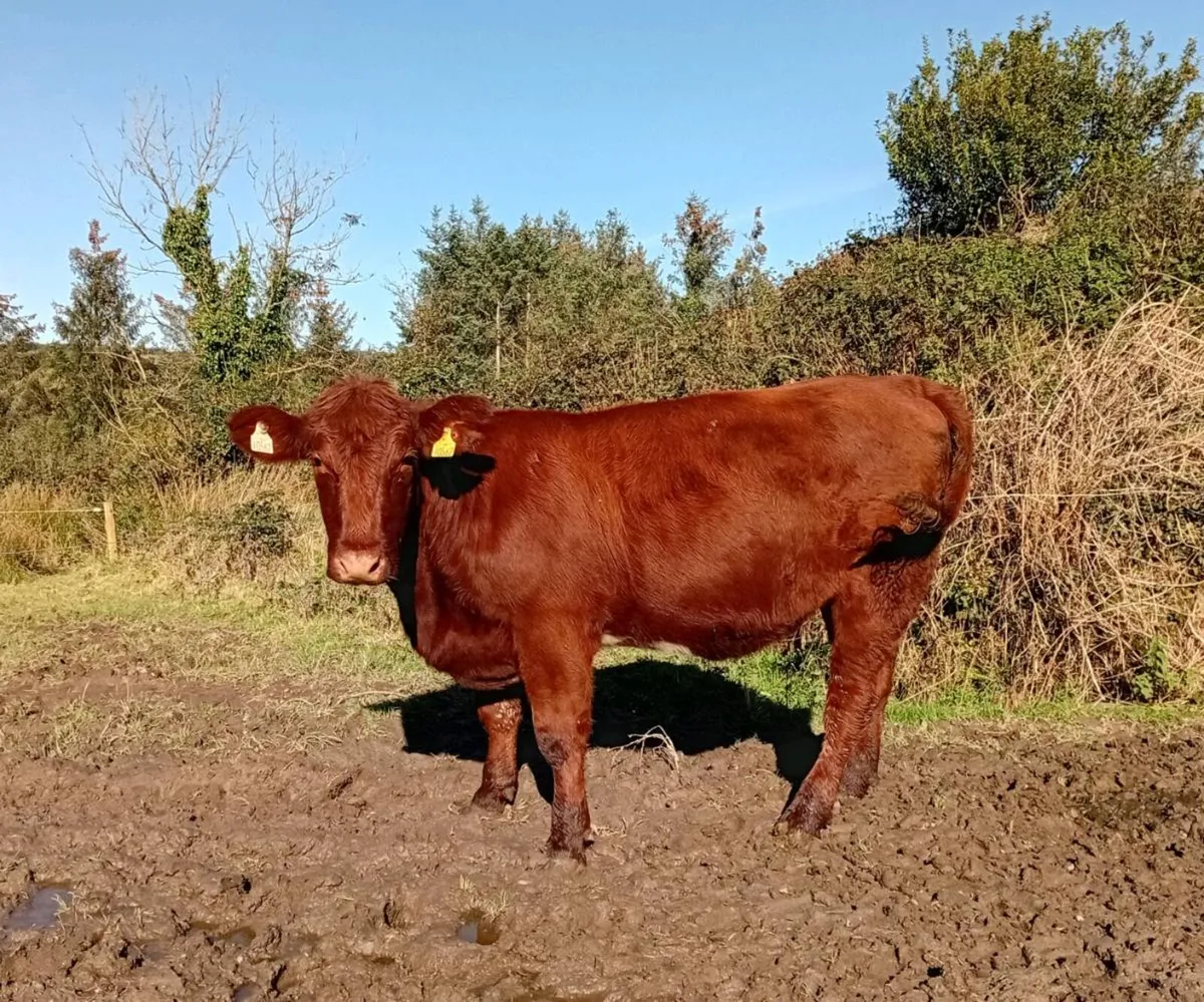 Shorthorn heifers - Image 3
