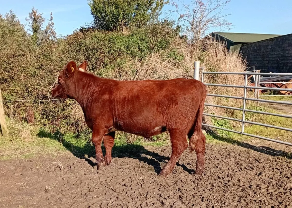 Shorthorn heifers - Image 2