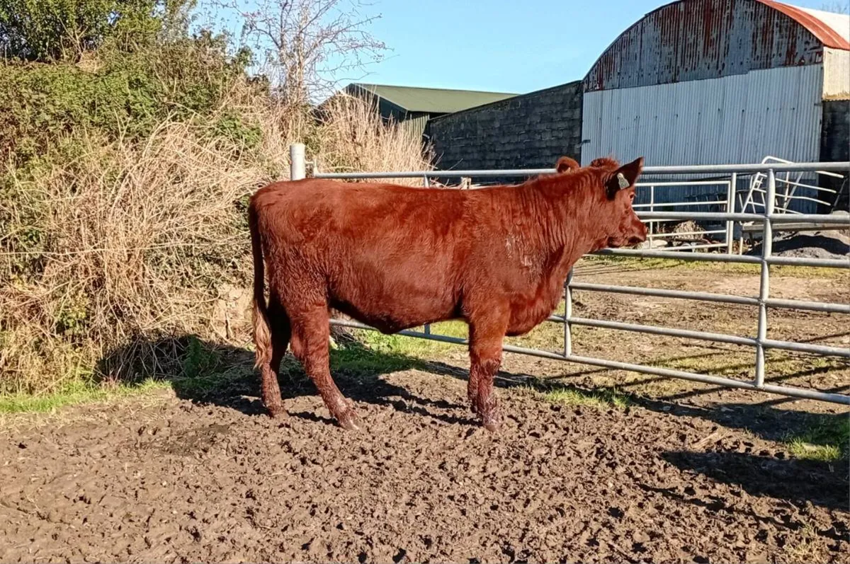 Shorthorn heifers - Image 1