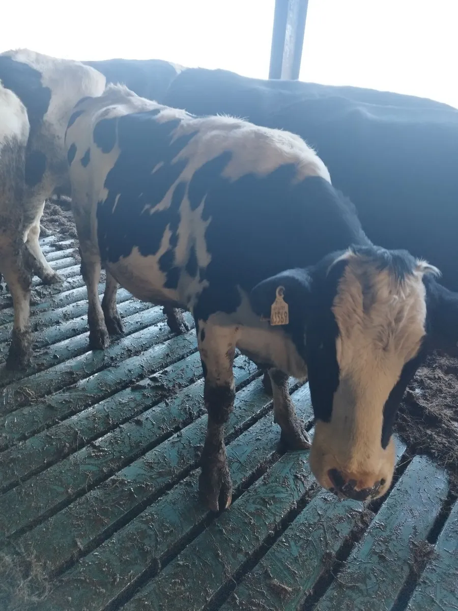 Fre heifers - Image 1