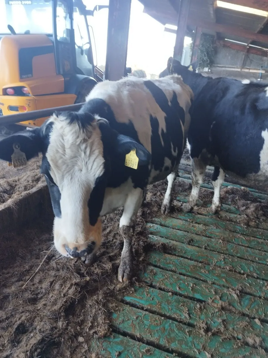 Fre heifers - Image 2