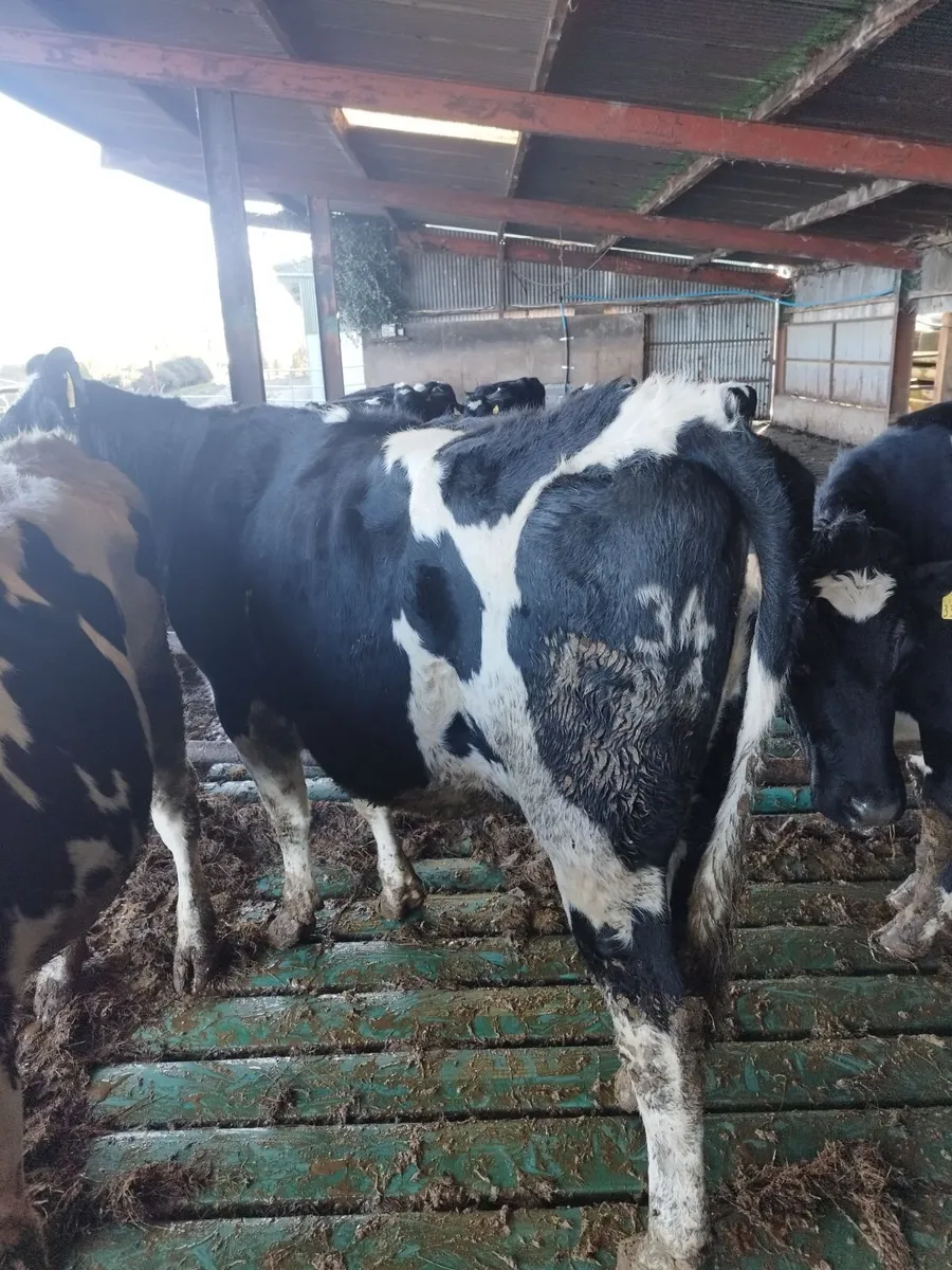Fre heifers - Image 3