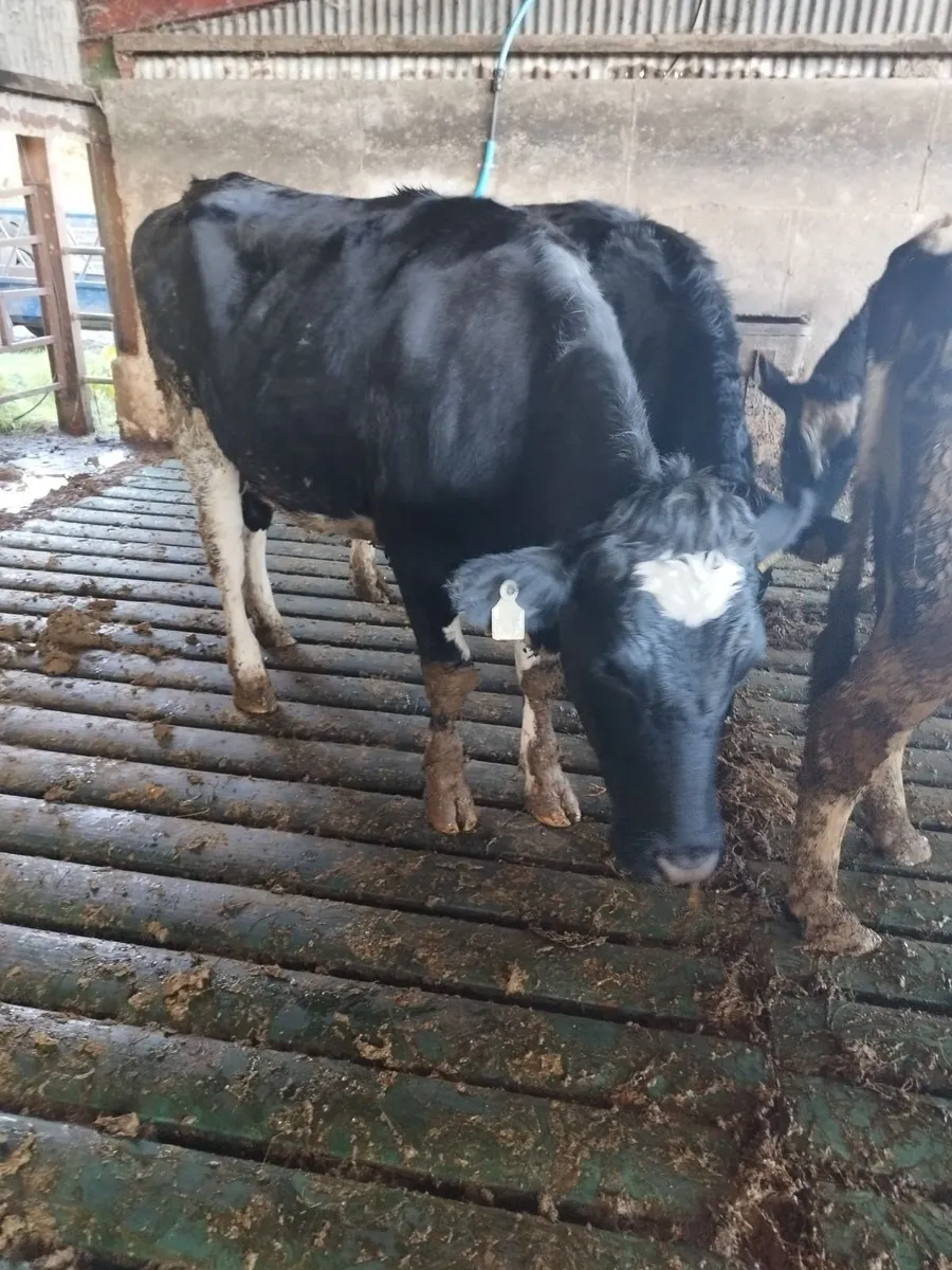 Fre heifers - Image 4