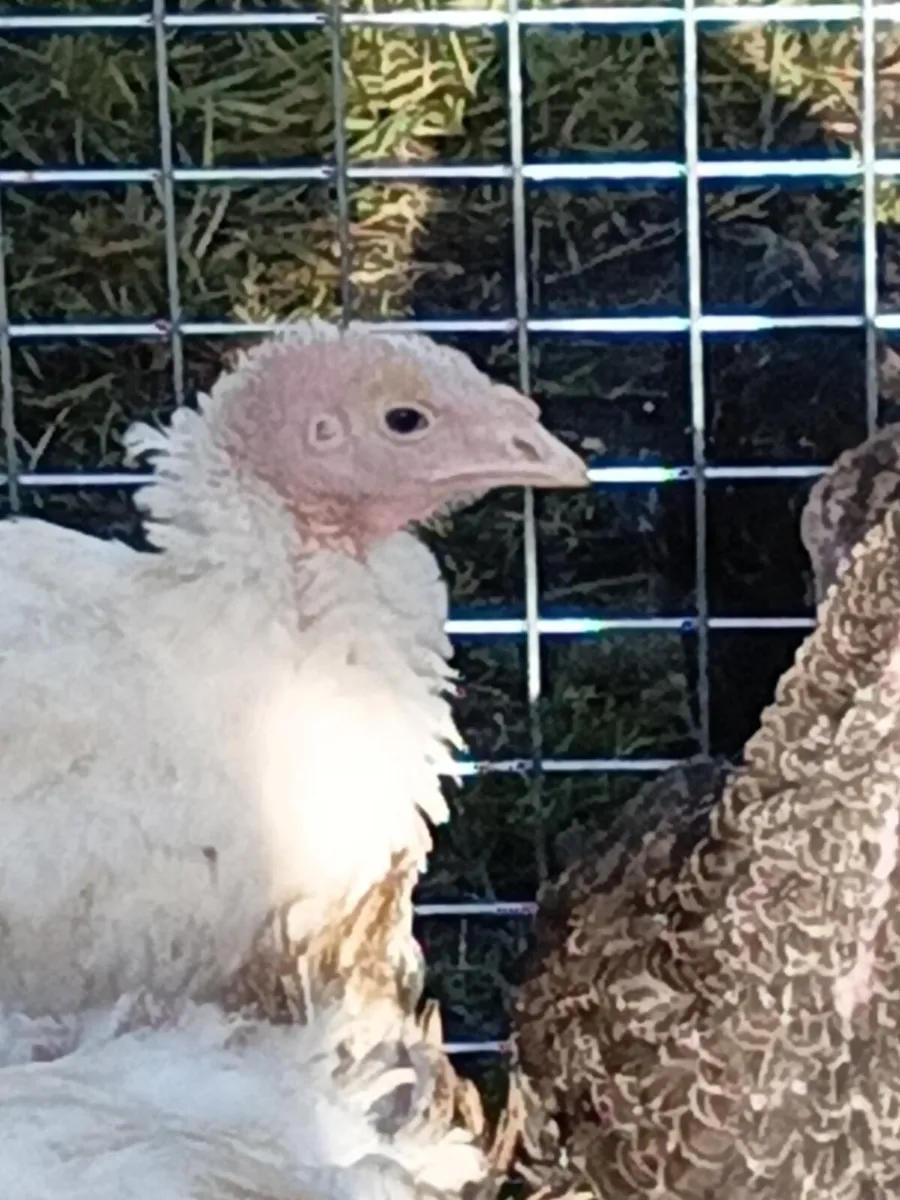 Muscovy ducks - Image 1