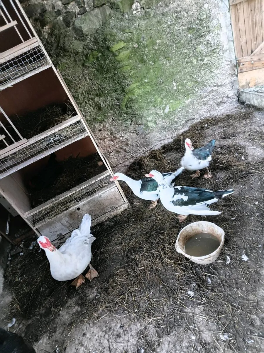 Muscovy ducks - Image 2