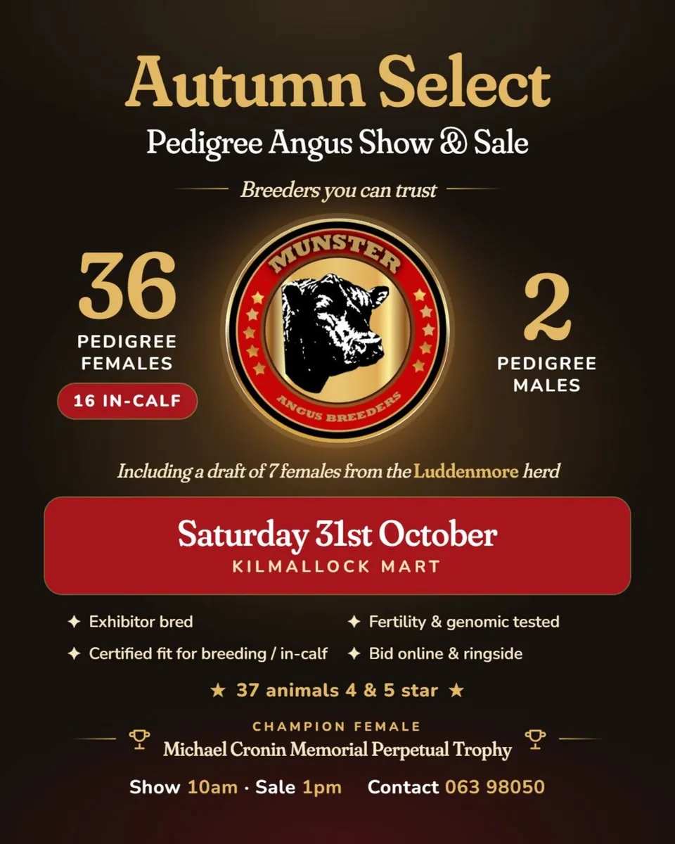 Angus Autumn Select Sale Kilmallock - Image 1
