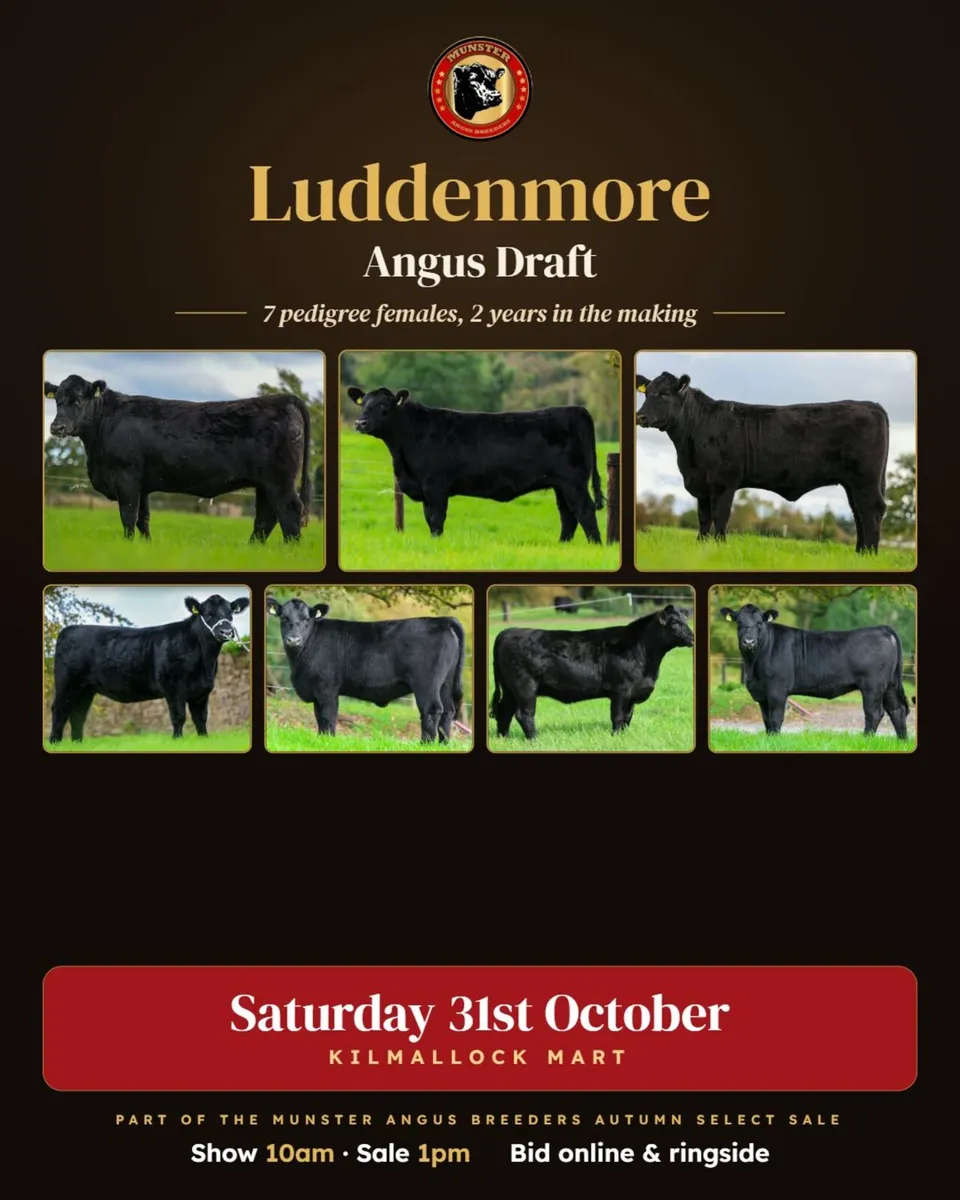 Angus Autumn Select Sale Kilmallock - Image 2