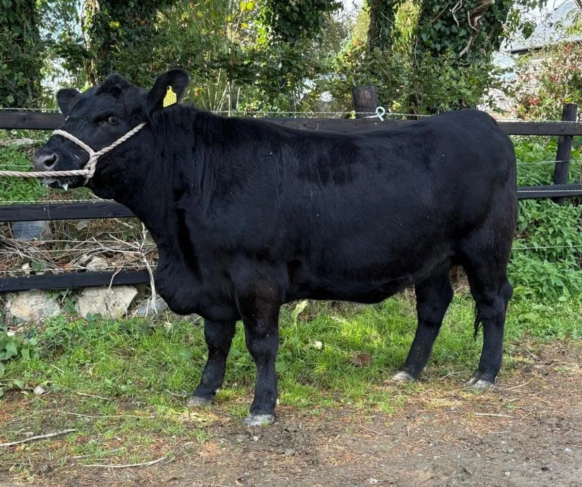 Angus Autumn Select Sale Kilmallock - Image 3
