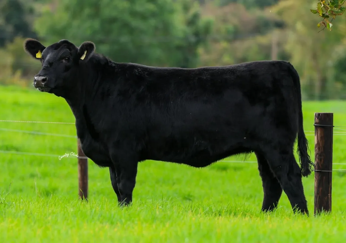 Angus Autumn Select Sale Kilmallock - Image 4
