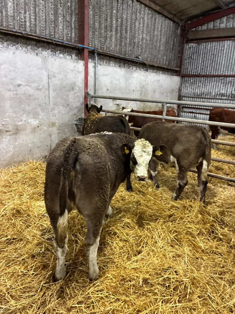 Simmental heifers - Image 4