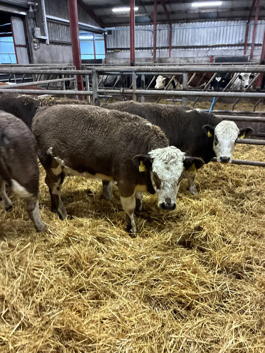 Simmental heifers - Image 3
