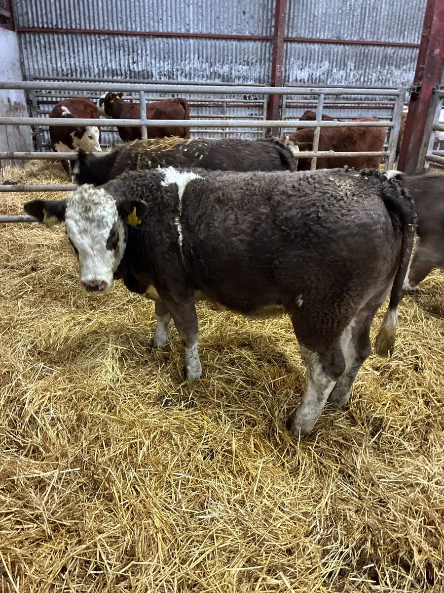 Simmental heifers - Image 2