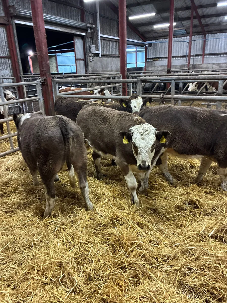 Simmental heifers - Image 1