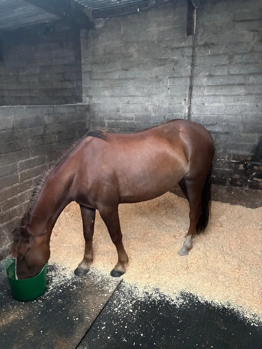 Pony - Image 4