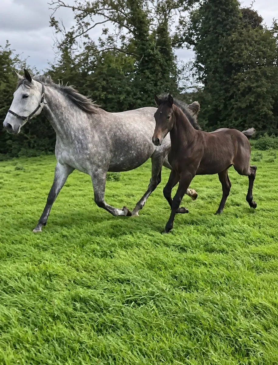 Performance Bred Foals - Image 4