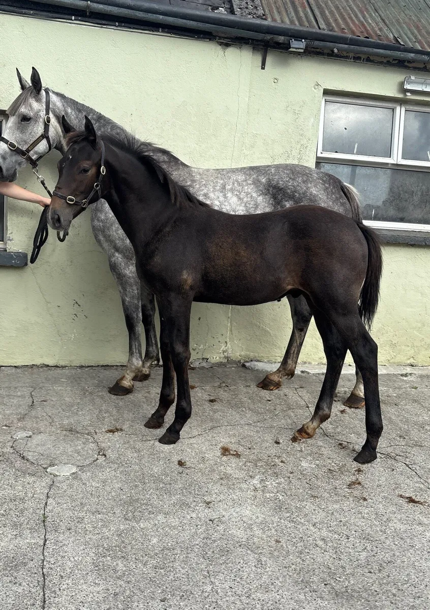 Performance Bred Foals - Image 3