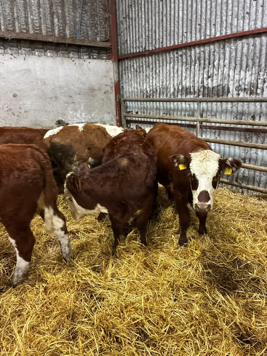 Sim and Hereford heifers - Image 1