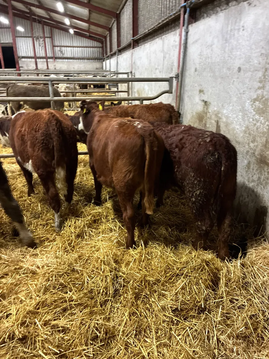 Sim and Hereford heifers - Image 4