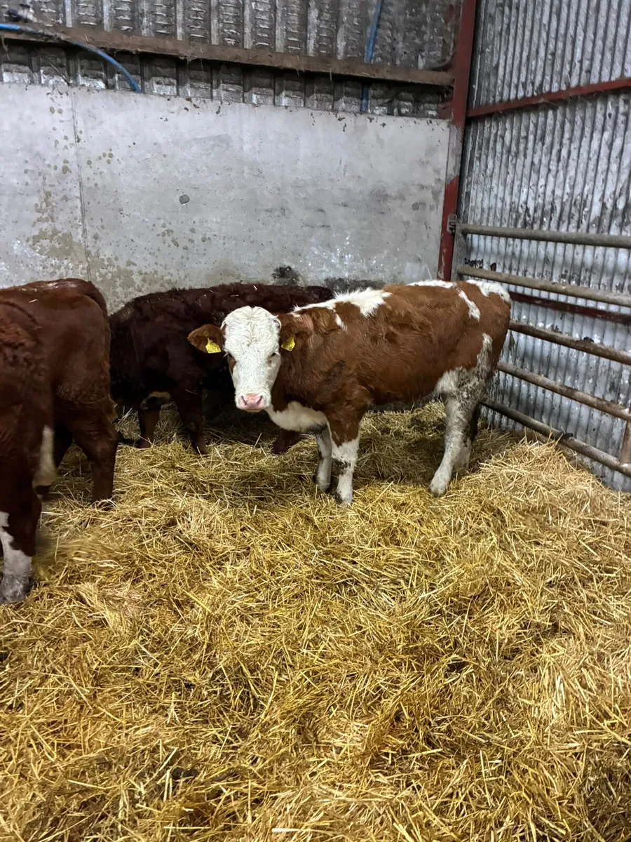 Sim and Hereford heifers - Image 3