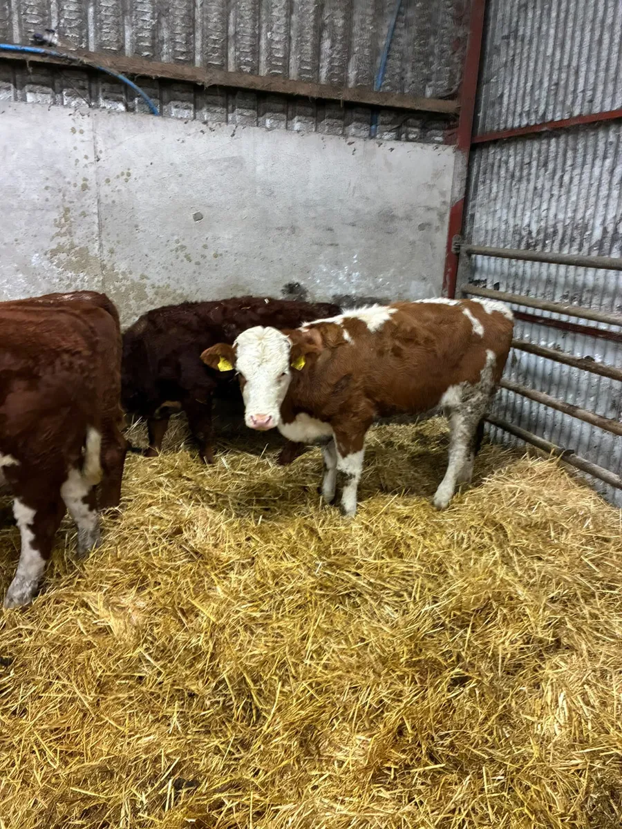 Sim and Hereford heifers - Image 2