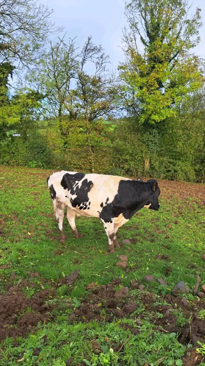 Red house holstein bulls - Image 3