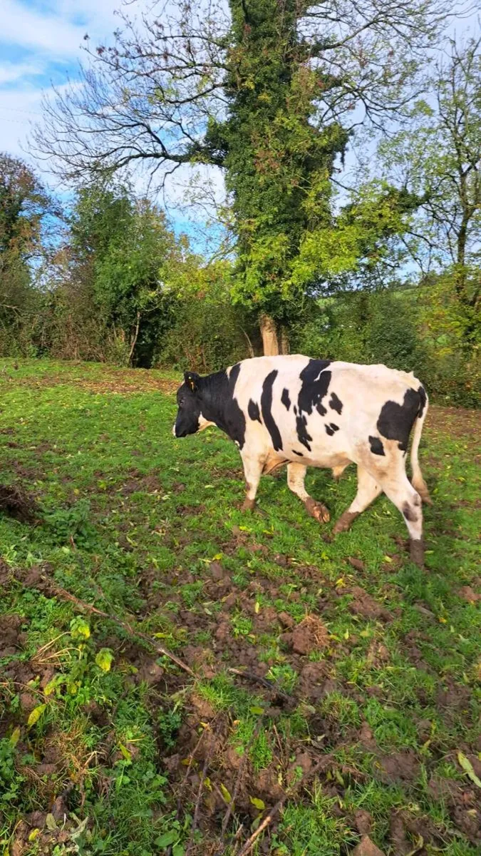 Red house holstein bulls - Image 1