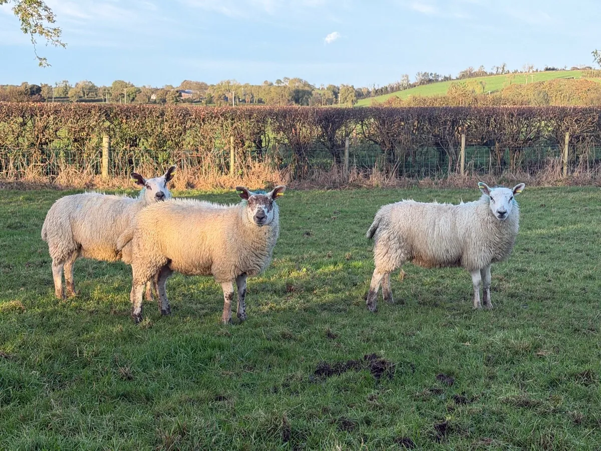 Ewe Lambs - Image 1