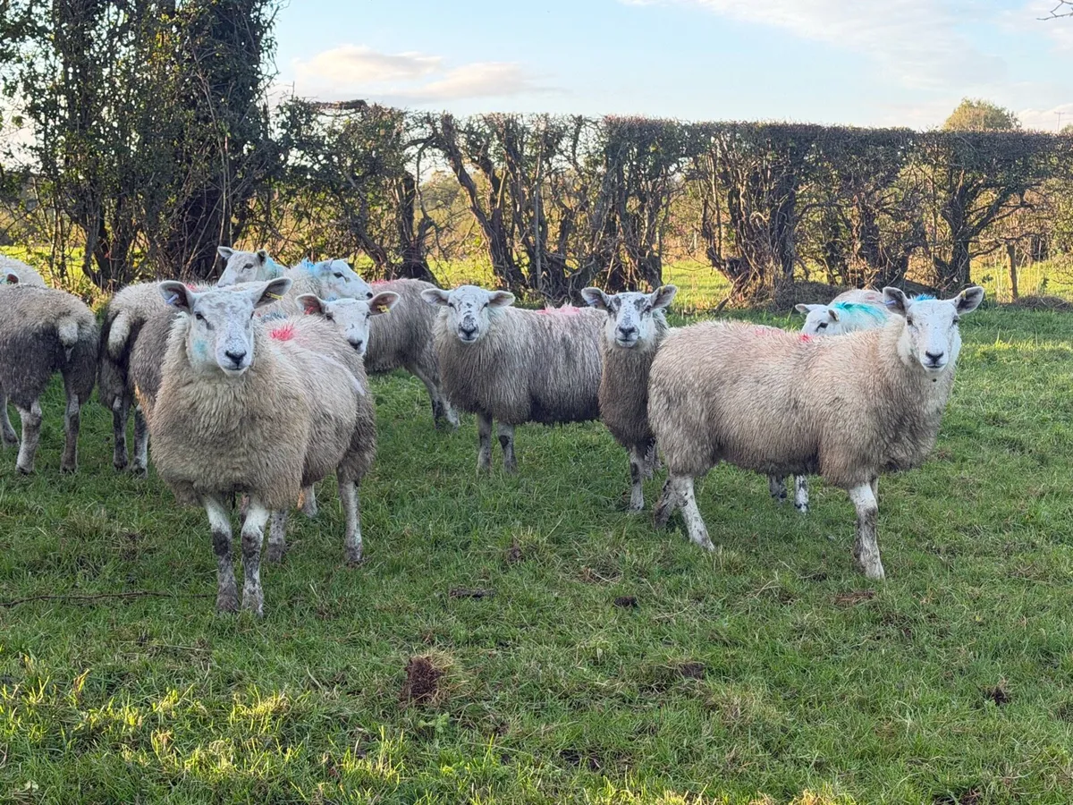 Ewe Lambs - Image 2