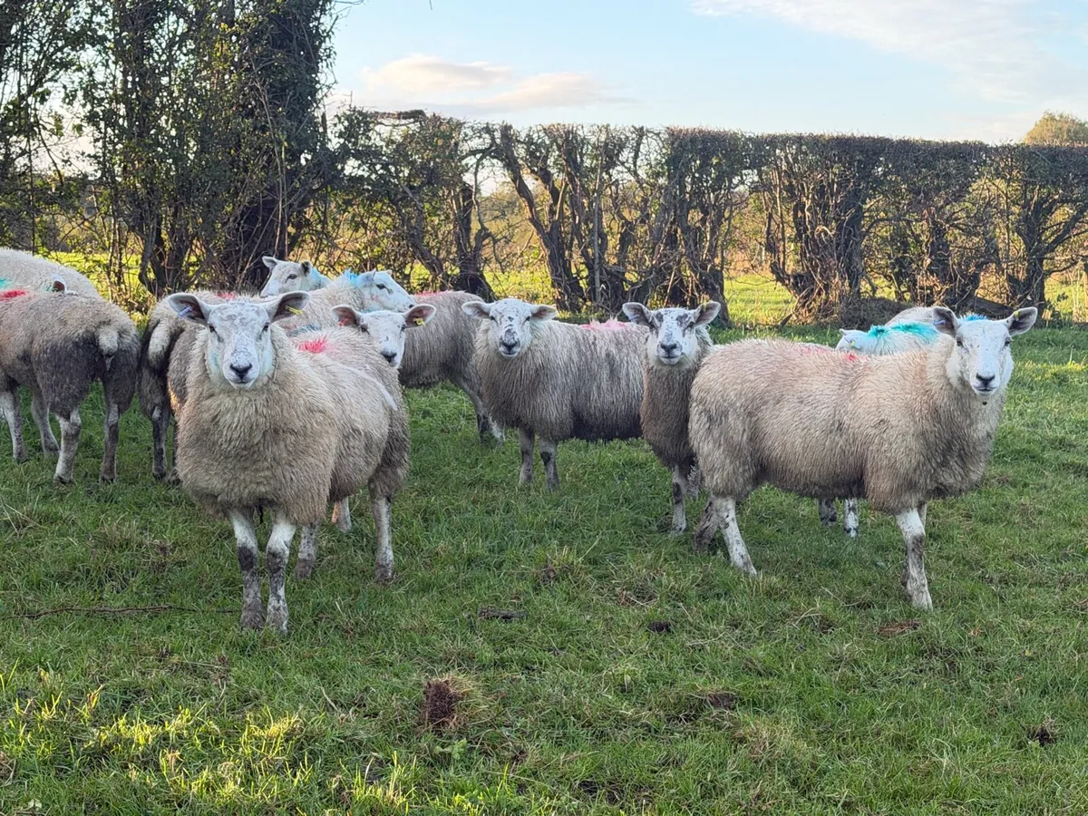 Ewe Lambs - Image 3