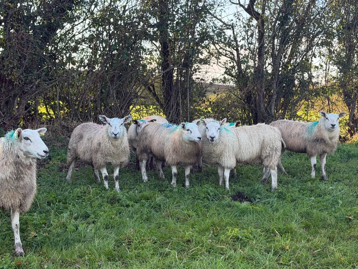 Ewe Lambs - Image 4