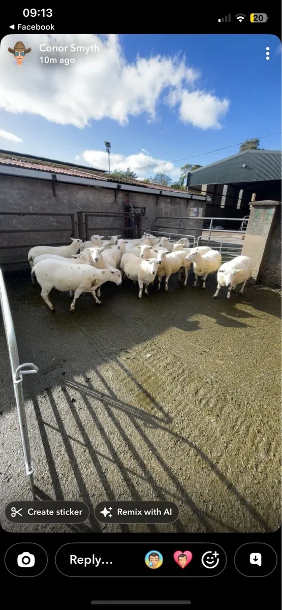 Sheep