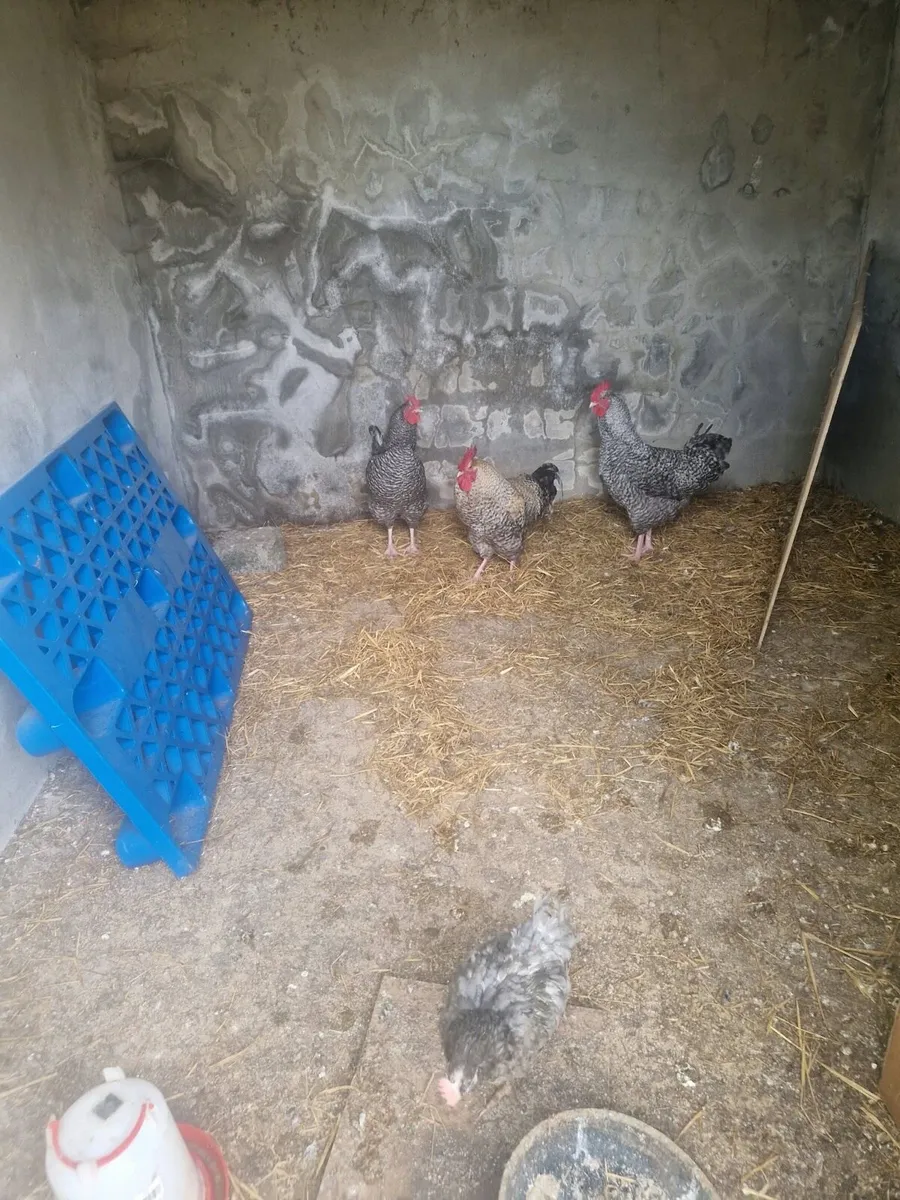 Hens