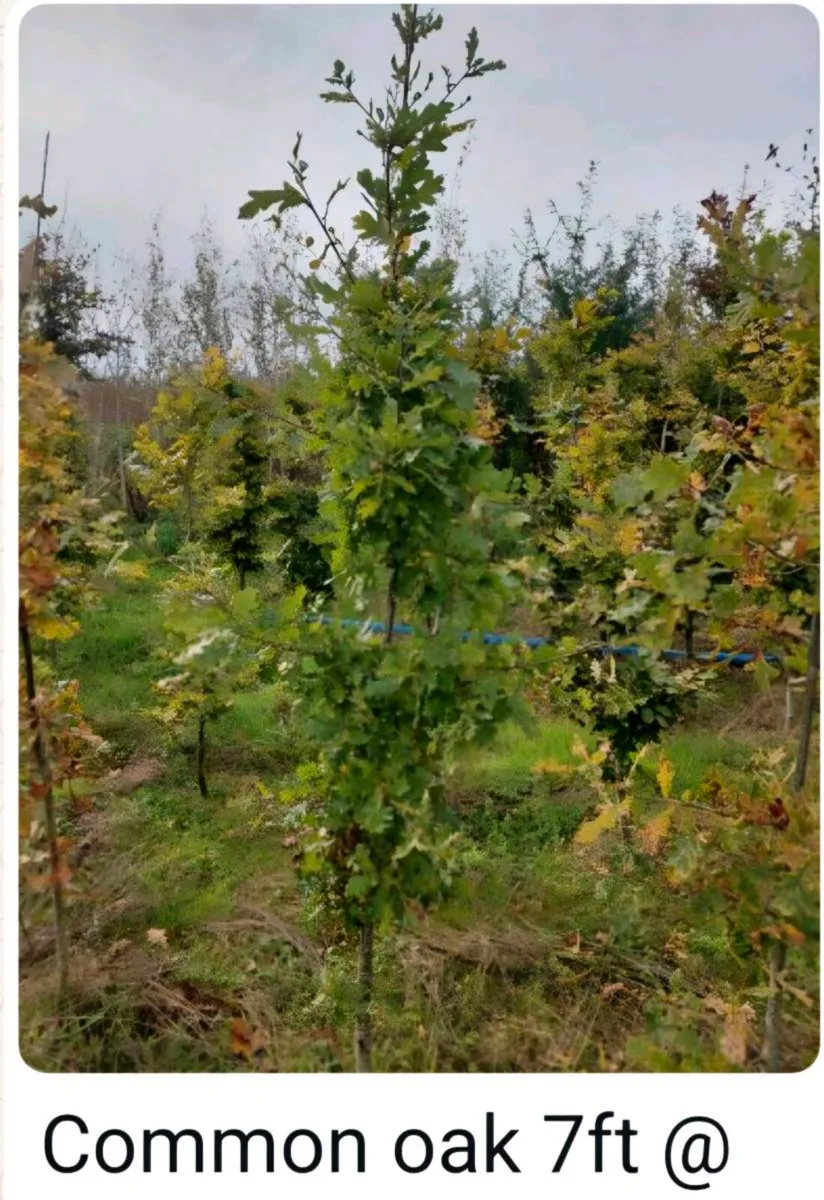 Large rootball tree s for sale - Image 1