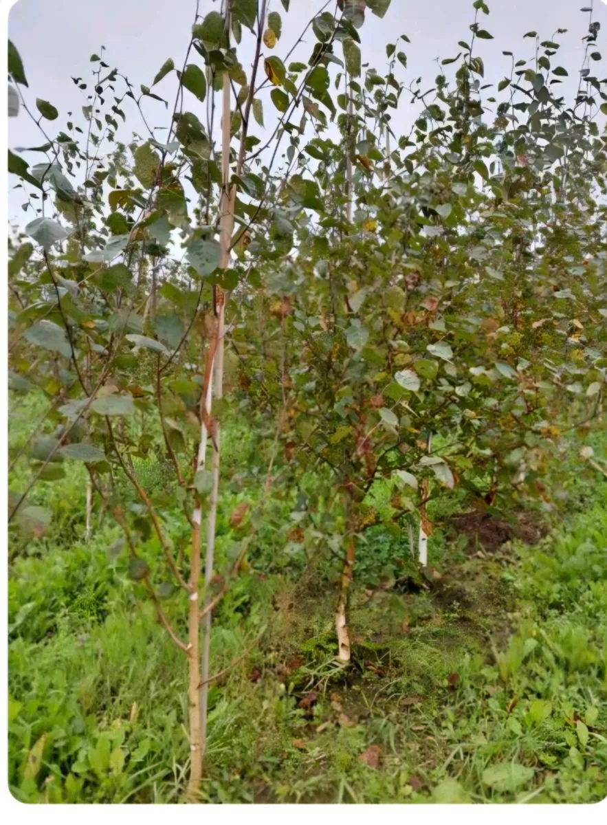 Large rootball tree s for sale - Image 3