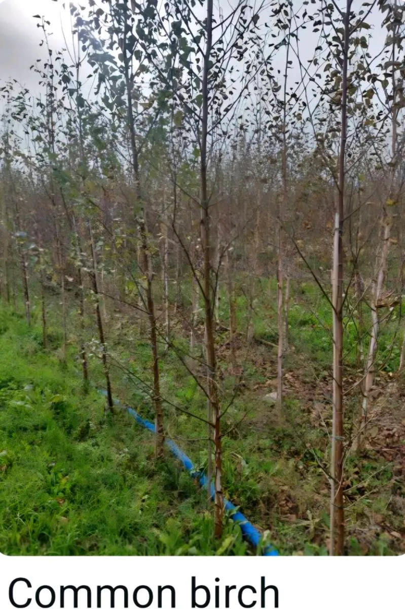Large rootball tree s for sale - Image 2