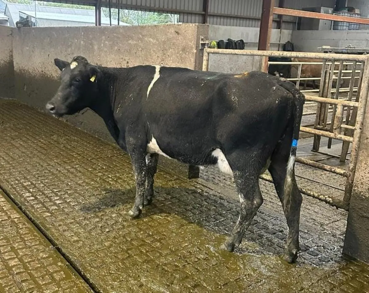 Empty milking cows - Image 1