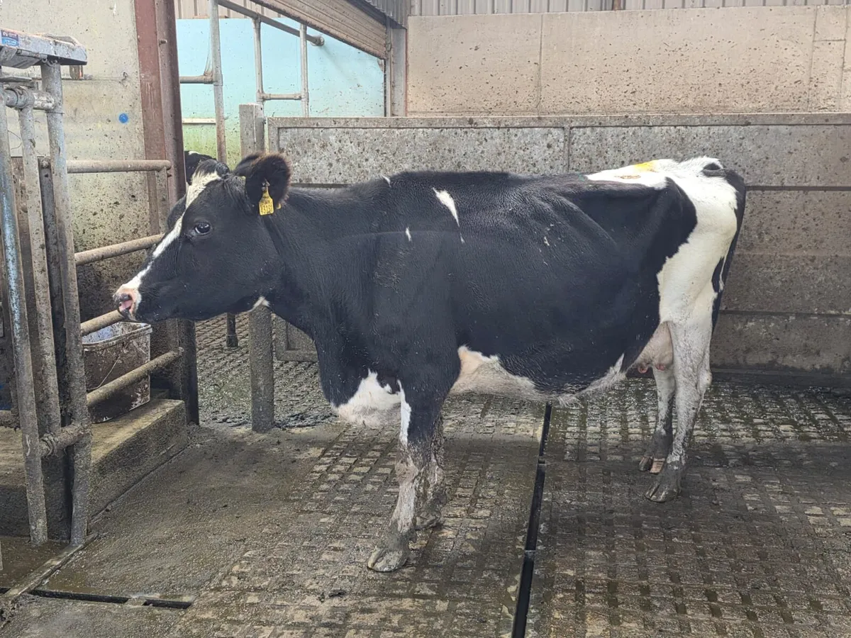 Empty milking cows - Image 2