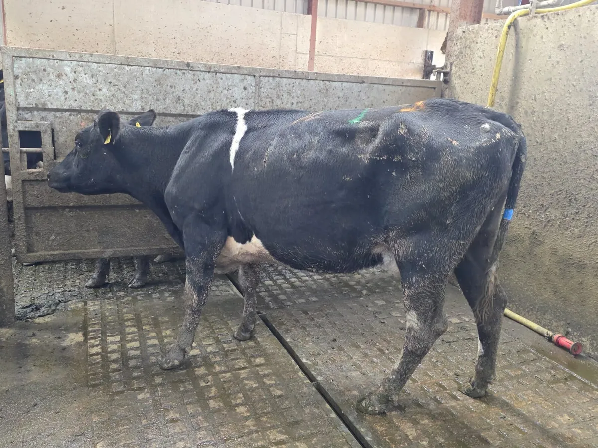 Empty milking cows - Image 4