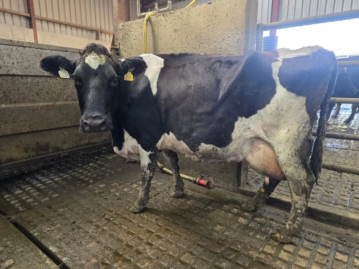 Empty milking cows - Image 3