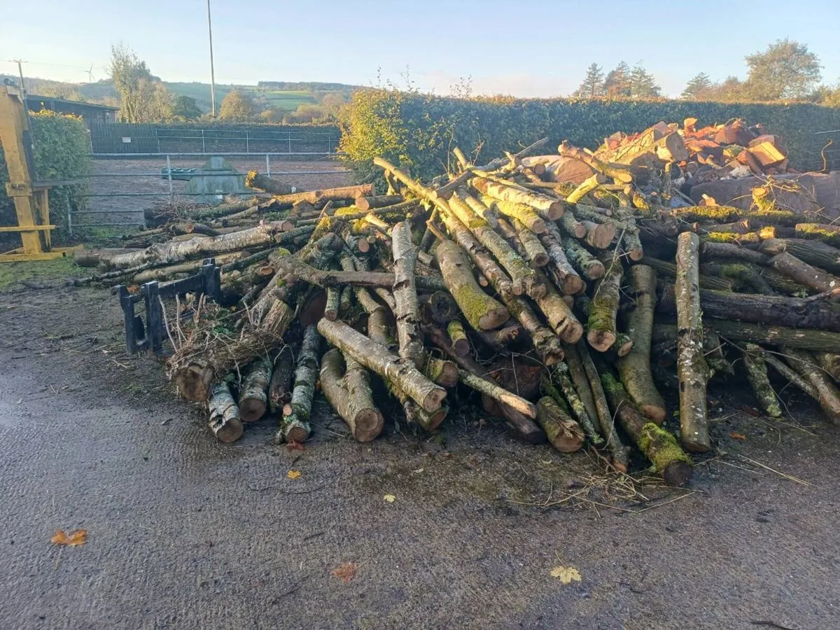 Ash timber - Image 1
