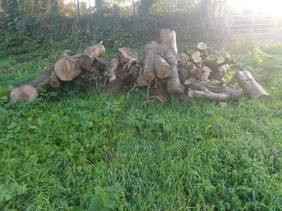 Ash timber - Image 2
