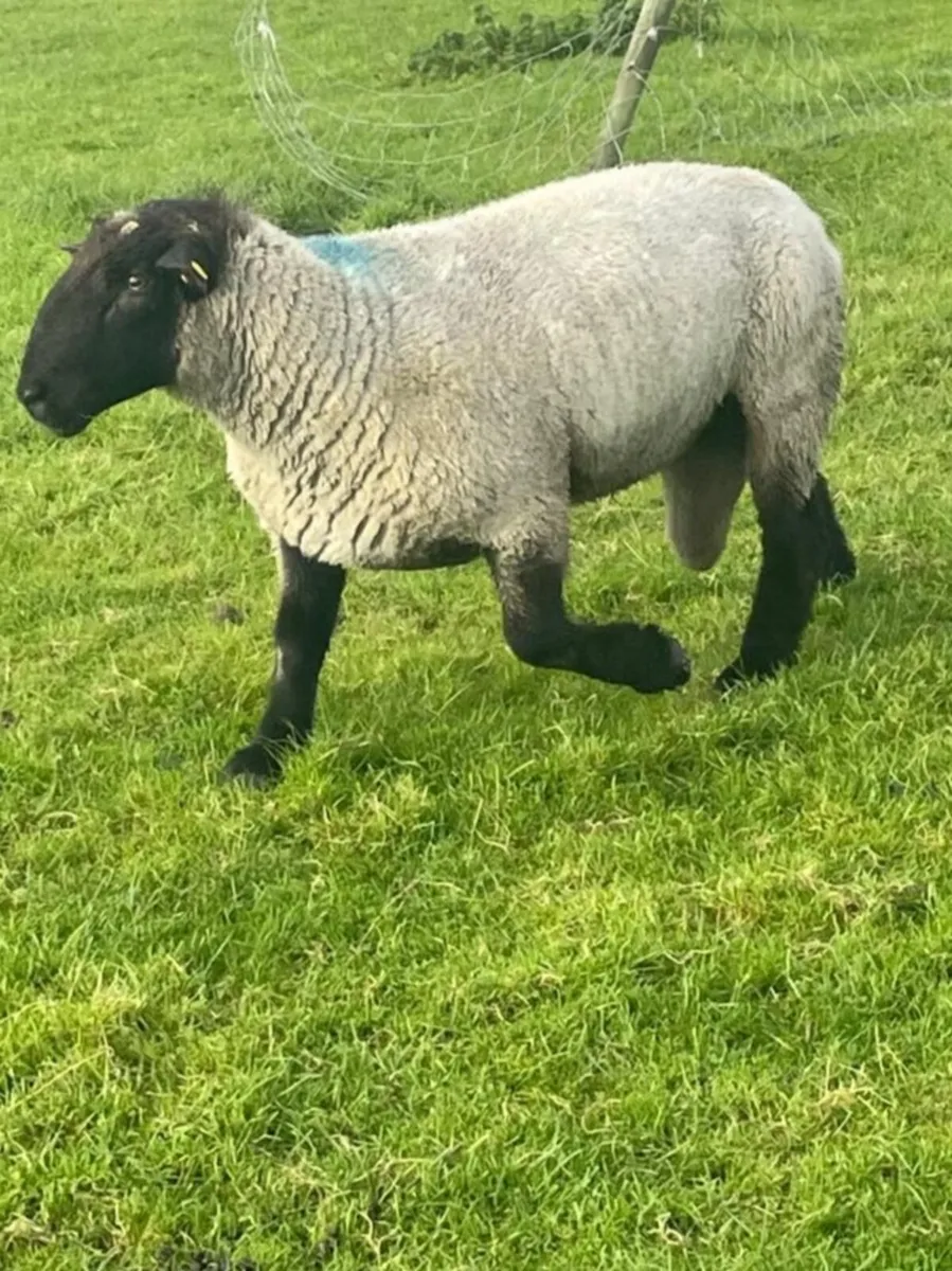 Breeding Rams - Image 3